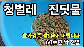 벌레퇴치! 단돈 200원으로 씨를 말립니다 !  #진딧물퇴치 #진딧물약 #진딧물방제 #유기농진딧물약 #벌레퇴…