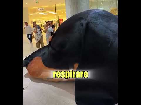 Il cane più grande del mondo! È VERO 🤯🔥