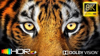 Dolby Vision™ WILD NATURE - 8K Video HDR 120fps ULTRA HD HDR10+ #8K
