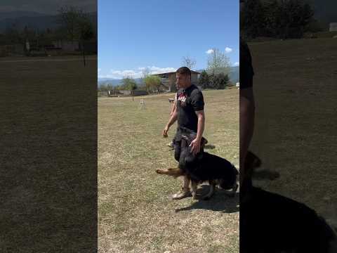 Dog companionship and obedience ‘skill and endurance.German work line.🇩🇪. Psa Iran 🇮🇷