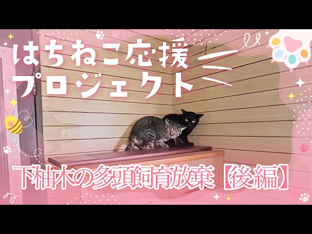 限定公開版　下柚木の多頭飼育放棄【後編】