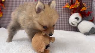 ポメラニアンの動画01