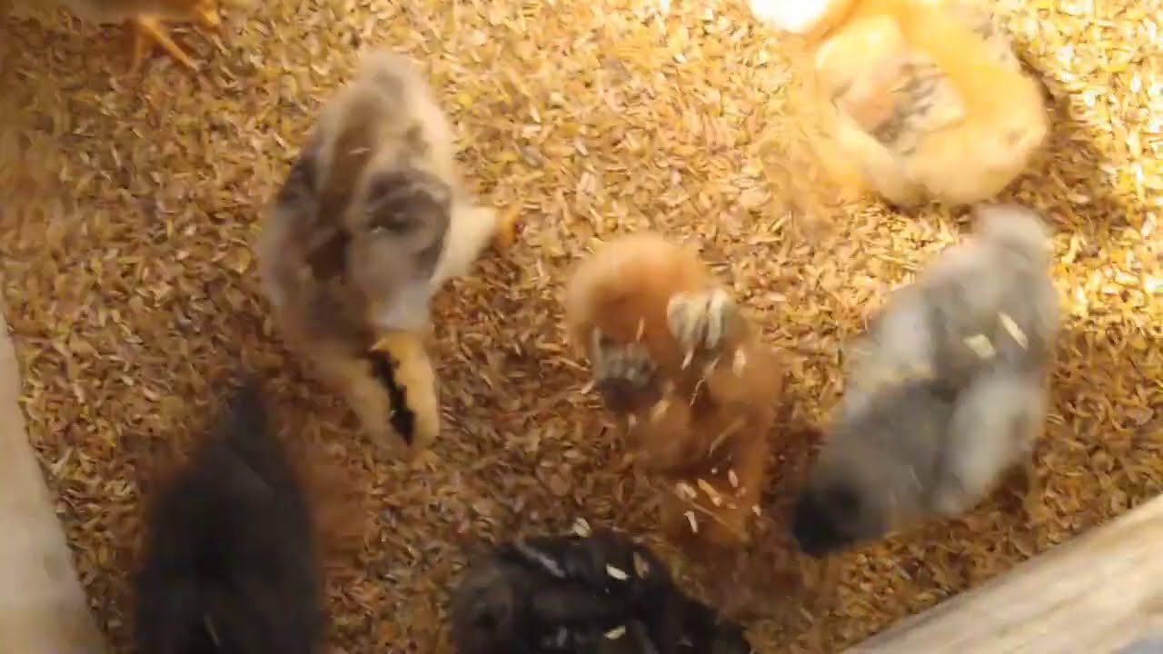 See how many days I leave the chicks on the LAMP