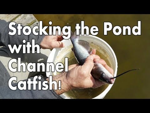 Stocking the Pond with Channel Catfish