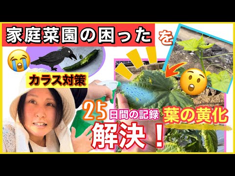 ズッキーニの苗が黄色いのはなぜですか?葉が黄色くなる5つの一般的な原因とその対処法  庭園