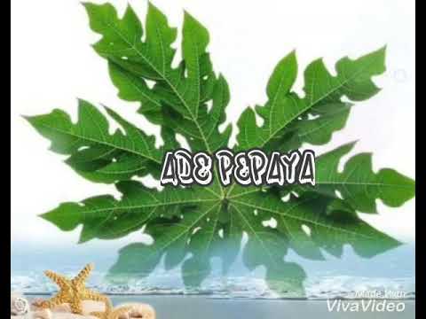 ADE PEPAYA - Pace Santana X Legi 483 X Pace Gunung