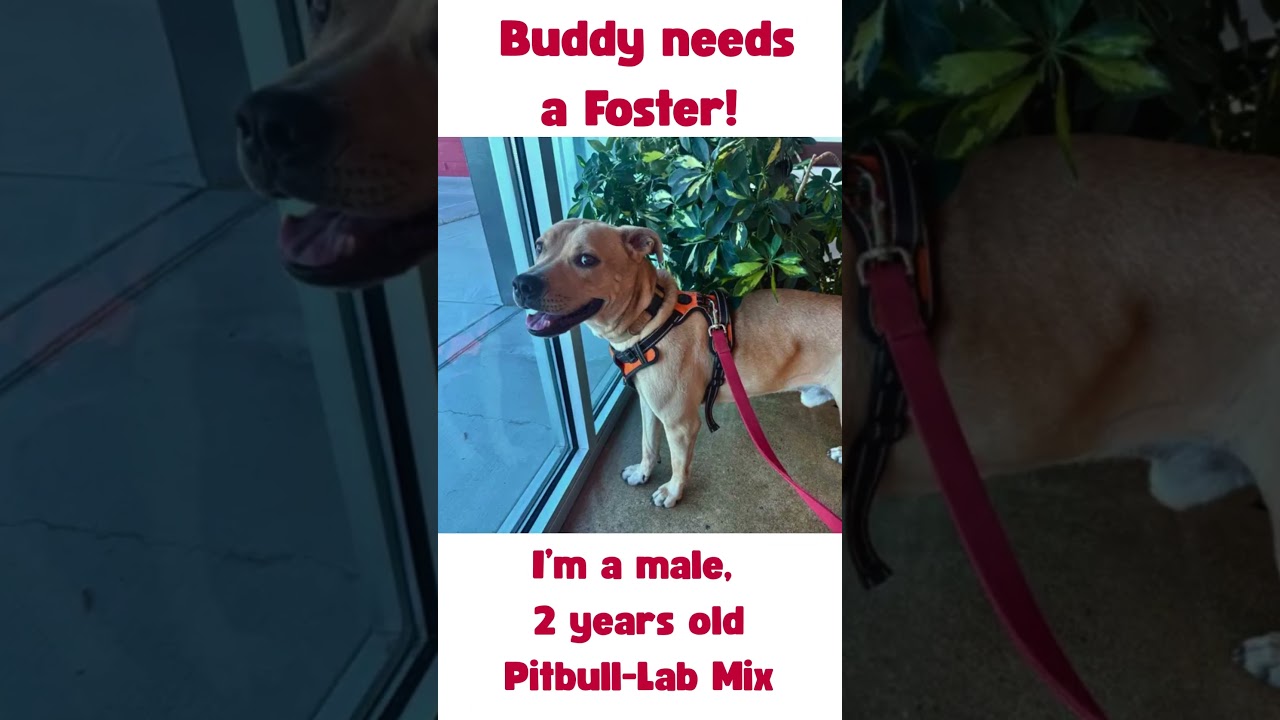 Enlarge Buddy, a Adoptable mixed breed in Tucson, AZ video 6/6
