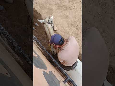 resumo do bolão de vaquejada parque Rui Barbosa colinas Maranhão