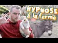 HYPNOSE : JE TENTE D'ENDORMIR 5 ANIMAUX DE LA FERME