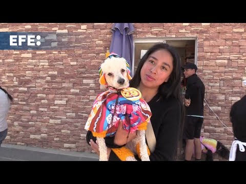 Bolivia celebra el Día de San Roque con una pasarela de perros disfrazados