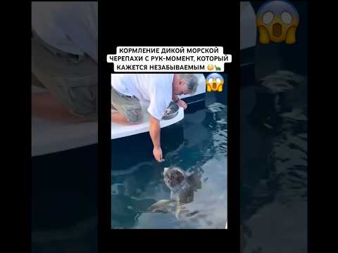 ДИКАЯ ЧЕРЕПАХА ВЫПЛЫЛА К ЛЮДЯМ ЗАУГОЩЕНИЕМ #рек #морскаячерепаха #черепаха #животные #дикаяприрода