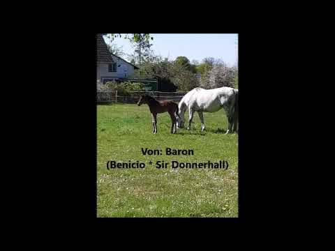 Hengstfohlen von Baron  April 2020