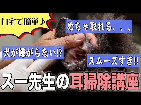 犬の耳掃除の方法