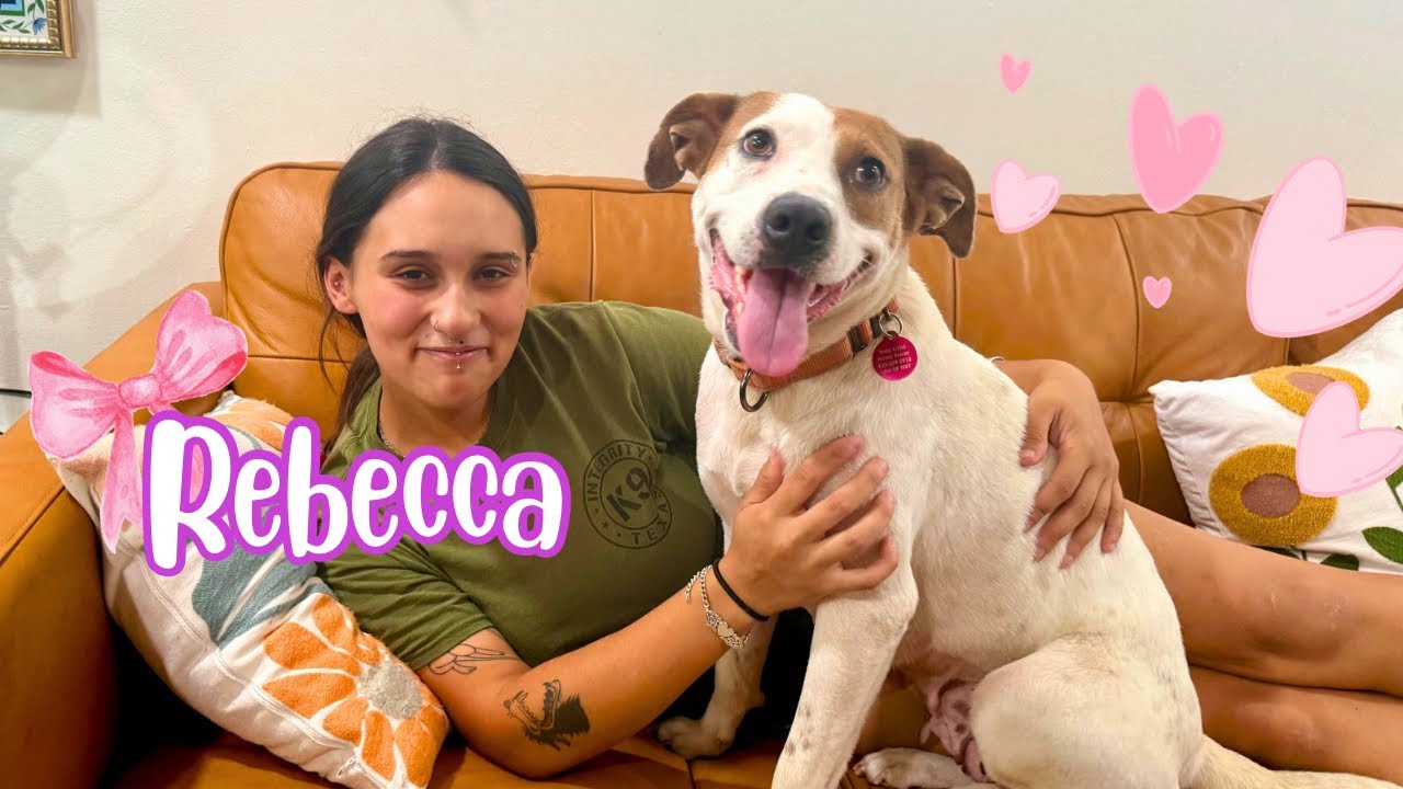Enlarge Rebecca Cuddles- Loves  Cats, Dogs and Kids, a Adoptable mixed breed in Friendswood, TX video 6/6