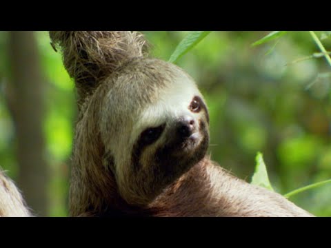The Sloth | Wild Latin America | Discovery Brazil