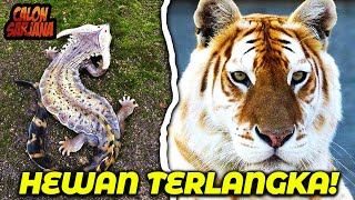 Download lagu Rarely Seen, But This Rare Animal Still Lives on This Earth. mp3 Download lagu Rarely Seen, But This Rare Animal Still Lives on This Earth. mp3