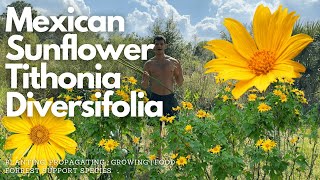 Planting Mexican Sunflower | Thithonia Diversifolia - How to Cut, Propagate, Plant | Green Biomass