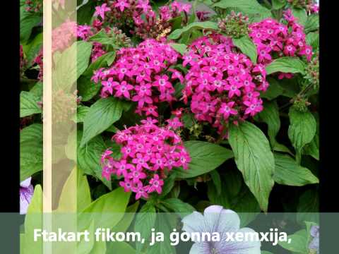 Wahdi, Dun Karm (poeżija FRM3)