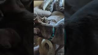 Video preview image #1 Chihuahua Puppy For Sale in Arlington, VA, USA