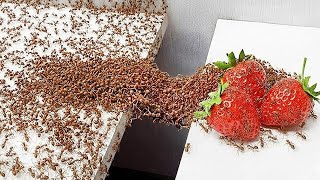 1,000 Formigas vs. Obstáculos