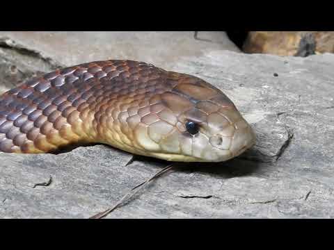 KING BROWN SNAKE - A Close Encounter