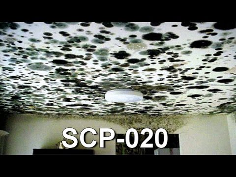 SCP-020 "Unseen Mold" Addendum 020-01