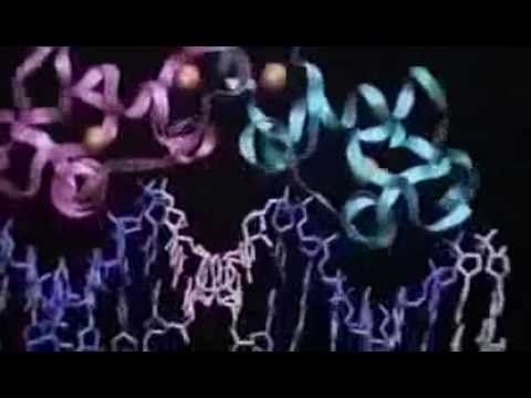 The Secret of Our Lives: The Human Genome Project