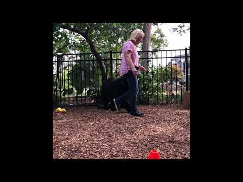 NADIRA’S  NOVICE TRICK TITLE