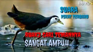 Download lagu 🔴 Suara pikat ruak ruak ampuh, pikat ruak ruak cari teman nya, suara pikat ini terbukti ampuh mp3 Download lagu 🔴 Suara pikat ruak ruak ampuh, pikat ruak ruak cari teman nya, suara pikat ini terbukti ampuh mp3