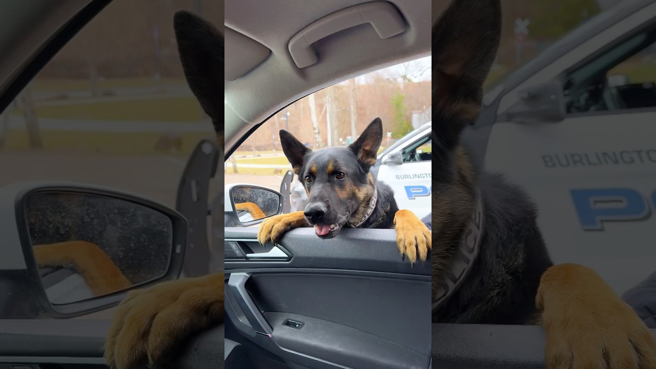 April is Distracted Driving Awareness Month #driversafe #police #vermont