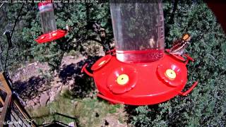 California Sister Butterfly visits the Feeder, September 29. 2015