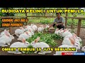Rahasia Sukses Ternak Kelinci Cara Budidaya Kelinci Untuk Pemula Bisa Hasilkan 15 Juta Perbulan