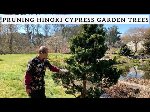image-How many types of Hinoki cypress are there?