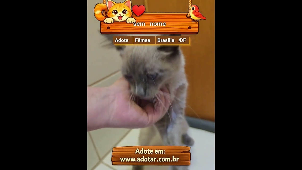 Gato raça SRD-ViraLata idade 2 a 6 meses nome sem nome