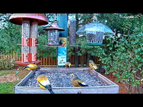 Evening Grosbeaks Kick Off Ontario FeederWatch Cam Season! – Oct. 26, 2021