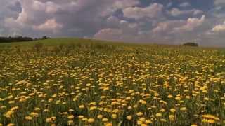 Geistesfunk - Gartenmusik