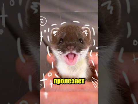 ❓ Почему Хорёк Такой Гибкий 😱 # #факты #хорек #лайк