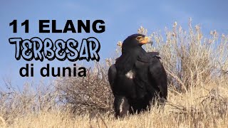 Download lagu The World's Largest Eagles (List of 11 Strongest Aerial Raptors) mp3