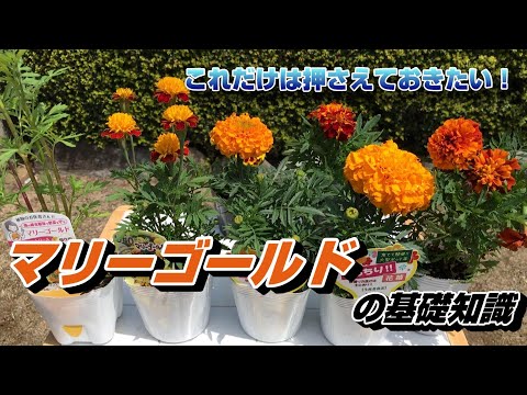 なぜマリーゴールドを菜園に植えるのですか？いつ、どのように行うのですか?  庭園