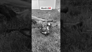 Video preview image #1 American Staffordshire Terrier-Boston Terrier Mix Puppy For Sale in Huntley, IL, USA