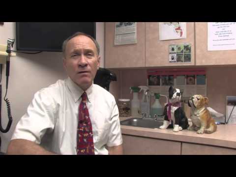 YouTube video about: Can human glucosamine and chondroitin be safely used for dogs?