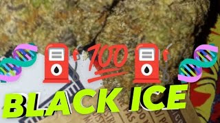 BLACK 🖤 ICE 🧊 sponsored by. GALAXY GROVES 🔥 🧬