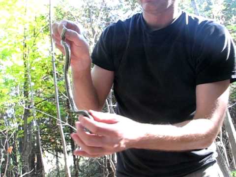 Garden snake Chlopaki lapia weza