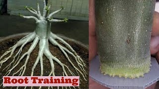 Adenium Root Training Method for bonsai