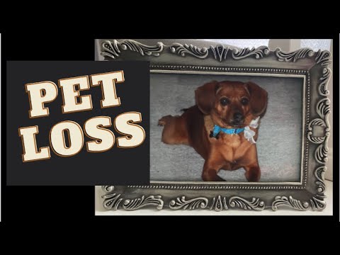 Why Pet Loss is Hard | 7 Reasons Why We Grieve Our Pets