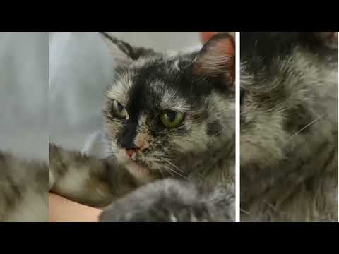 It's To LAUGH When Watching This Video Of The FUNNIEST CATS On Earth - Funny Cats LifeVisit