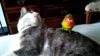Download lagu Lovebird on Cat mp3 Download lagu Lovebird on Cat mp3