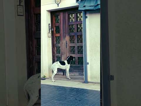 I am Behind You🐩 Dog  2023 #shorts #shortsfeed #viralshort