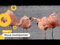 Flamingo's gespot in polder bij Pijnacker
