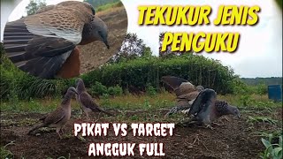 Download lagu Pikat Dan BL nya Sama Sama Jenis Penguku Atau Angguk Full@terkukur peliharaan  mp3